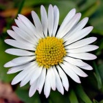 Alycias Daisy by espidev Alycias Daisy