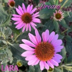 Stream Dream by LARA | Listen online for free on SoundCloud Dream