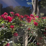 Stream 고백 by 남가로 | Listen online for free on SoundCloud 고백