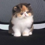 Stream тян228 | Listen to кровьизушей playlist online for free on SoundCloud кровьизушей