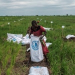 Stream episode FAO Brief - 18 August 2023 by FAO podcast | Listen online for free on SoundCloud FAO Brief - 18 August 2023