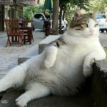 Stream 세레나데 존나나대 by 근데만약 | Listen online for free on SoundCloud 세레나데 존나나대