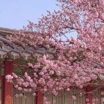 Stream 연모지정(戀慕之情)- melody. ver by 련화 | Listen online for free on SoundCloud 연모지정(戀慕之情)- melody. ver