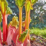 Stream Rhubarb by Aistriu | Listen online for free on SoundCloud Rhubarb