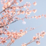 봄(Spring) by 성윤 봄(Spring)