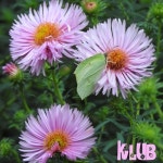 Listen to playlists featuring Absence Of Empathy - Paploviante (Klubs Summer Of Empathy) by bulk online for free on SoundCloud... 