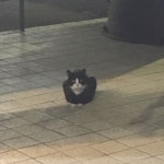 Please Walk Away (Feat. NARO) (Prod. by immark) by V.et billie eilish - My future (kokyoungbin cover)