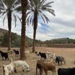 Stream ارحم ترحم يا مزيون.m4a by Rainbow | Listen online for free on SoundCloud ‎⁨ارحم ترحم يا... 