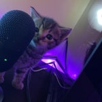 Stream xezvwv 976 | Listen to Hectic 💯 playlist online for free on SoundCloud Hectic 💯