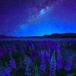 Stream Bloody Ferals by Vetio | Listen online for free on SoundCloud Bloody Ferals