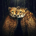 Stream Jaguares by k1k3 | Listen online for free on SoundCloud Jaguares