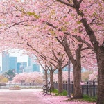 Stream 조성열 | Listen to 봄 Spring playlist online for free on SoundCloud 봄 Spring