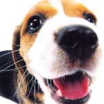 Stream HOUND by prodrev | Listen online for free on SoundCloud HOUND