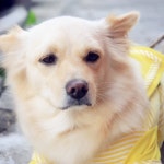 Stream Nattitree music | Listen to songs, albums, playlists for free on SoundCloud Nattitree