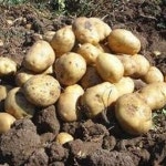 Stream boombambom music | Listen to songs, albums, playlists for free on SoundCloud boombambom