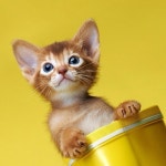 Stream özlem kayır music | Listen to songs, albums, playlists for free on SoundCloud özlem kayır