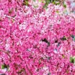 Stream Djes Agnieszka music | Listen to songs, albums, playlists for free on SoundCloud Djes Agnieszka