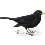 RudeBlackBird | Rude Black Bird | Free Listening on SoundCloud RudeBlackBird