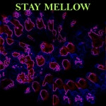 Stay Mellow | Free Listening on SoundCloud Stay Mellow