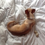 Stream mayachanoo music | Listen to songs, albums, playlists for free on SoundCloud mayachanoo