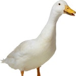 Stream FubuMane music | Listen to songs, albums, playlists for free on SoundCloud FubuMane