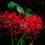 Stream 꽃무릇 music | Listen to songs, albums, playlists for free on SoundCloud 꽃무릇