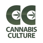 Stream Cannabis Culture music | Listen to songs, albums, playlists for free on SoundCloud Cannabis Culture
