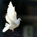 يمامة البيبان | Free Listening on SoundCloud يمامة البيبان