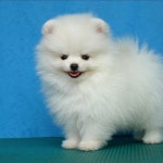 nevaeh | Free Listening on SoundCloud nevaeh