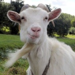 Stream yung goat | Listen to music albums online for free on SoundCloud yung goat