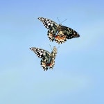 Wiwit Ria Rahayu | Free Listening on SoundCloud Wiwit Ria Rahayu