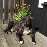 Stream Dödshunden music | Listen to songs, albums, playlists for free on SoundCloud Dödshunden