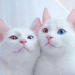 Helen Hidalgo | Free Listening on SoundCloud Helen Hidalgo