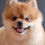 Stream 뽀댕이 | Listen to Yekie playlist online for free on SoundCloud Yekie