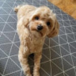 Stream 김동호 music | Listen to songs, albums, playlists for free on SoundCloud 김동호