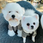 Stream 별이 music | Listen to songs, albums, playlists for free on SoundCloud 별이