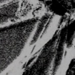 Stream gypsyydog music | Listen to songs, albums, playlists for free on SoundCloud gypsyydog