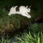 Stream balloongoddd music | Listen to songs, albums, playlists for free on SoundCloud balloongoddd