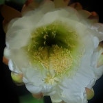 Stream Tool460002 music | Listen to songs, albums, playlists for free on SoundCloud Tool460002