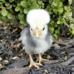 Stream chugsplishychicken music | Listen to songs, albums, playlists for free on SoundCloud chugsplishychicken