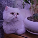 Stream Shokoofe music | Listen to songs, albums, playlists for free on SoundCloud Shokoofe