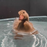 Stream Lilboo music | Listen to songs, albums, playlists for free on SoundCloud Lilboo