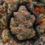 600boy | Free Listening on SoundCloud 600boy