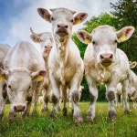 Stream Diarymilk2 music | Listen to songs, albums, playlists for free on SoundCloud Diarymilk2