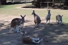 Brisbane - yes please - SkyscraperPage Forum