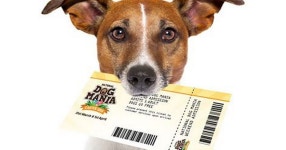 25 Days of Christmas - Day #14 - Win a weekend at the Dog Mania show - Liverpool Echo Win a weekend at the Dog Mania show
