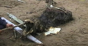 Body of mystery creature discovered that NO ONE can identify - Daily Star Body of mystery creature discovered that NO ONE can... 