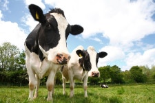 Dog walker trampled to death by cows took one fatal blow to chest, inquest hears - Daily Star Dog walker trampled to death by... 