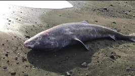 Rare shark born when Henry VIII was King washes to shore - Daily Star Mysterious ancient shark born when Henry VIII was King... 