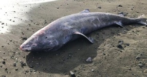 Greenland shark stranded on UK beach died of meningitis - Daily Star Scientists gobsmacked after slicing open rare shark that... 